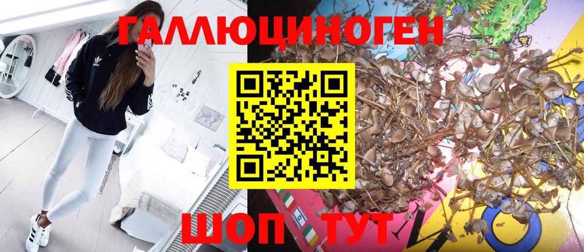Псилоцибиновые грибы Cubensis  Вход с VPN  Камышин 